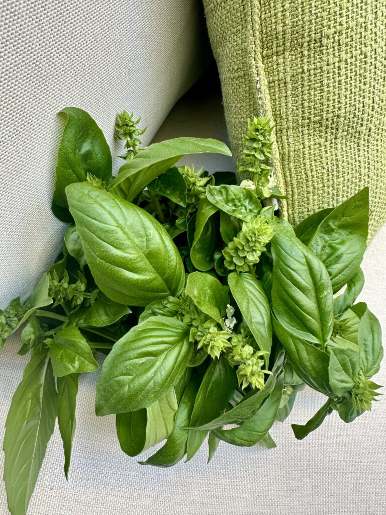 Harvested Basil leaves on white cloth with green pillow in background